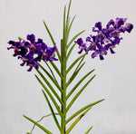 Load image into Gallery viewer, Papilionanda Chao Praya Violet