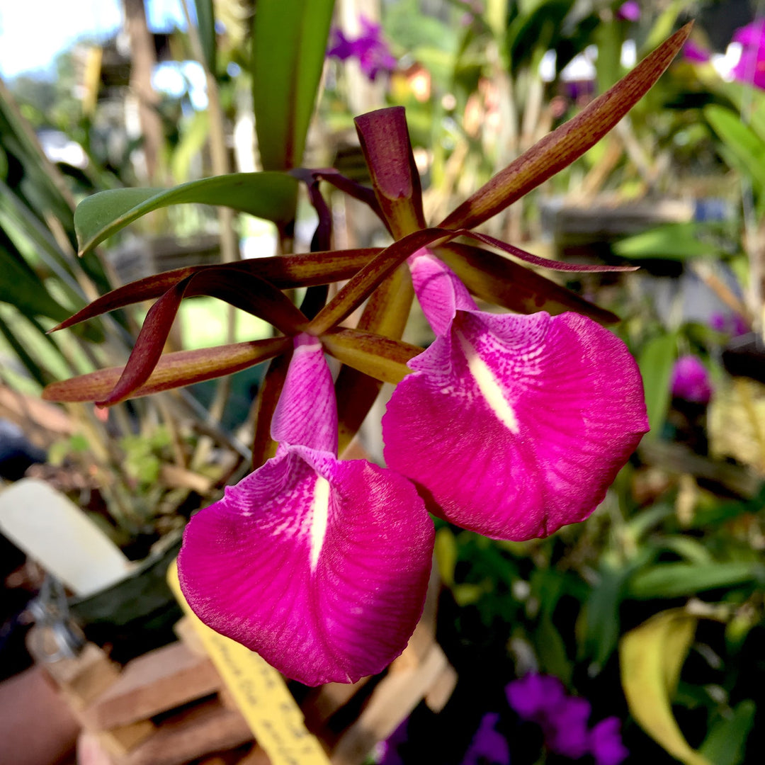 Bc. Star Ruby 'Xanadu' (B. nodosa × C. Batalinii)