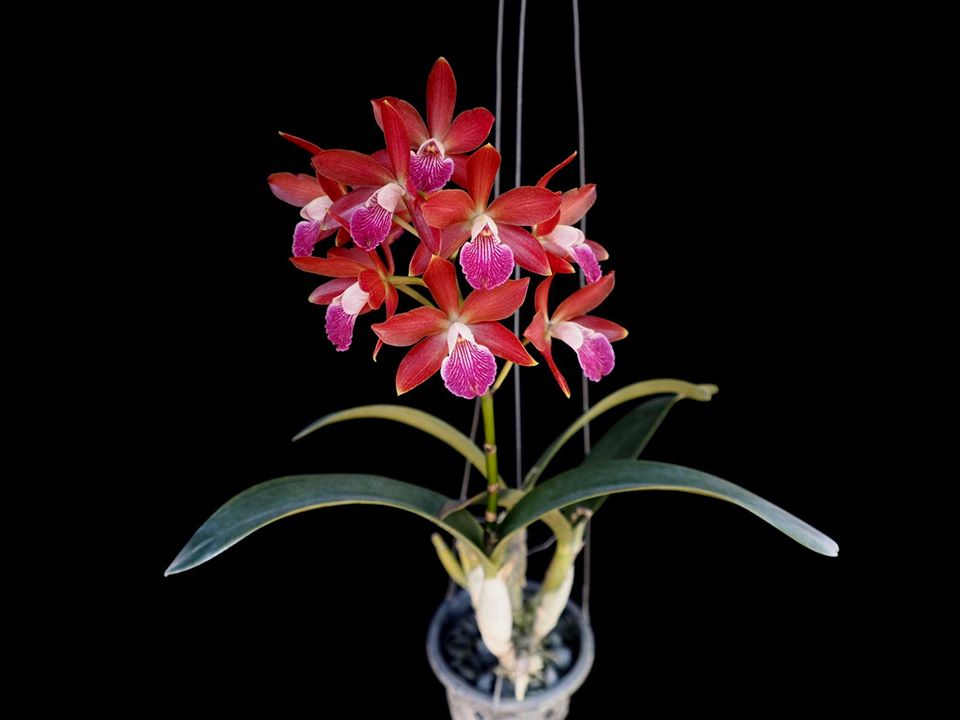 Enantleya Circus Lady (Ctt. Trick or Treat x E. correllii)