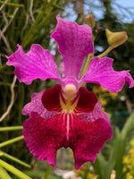 Load image into Gallery viewer, Papilionanda Ruby Prince