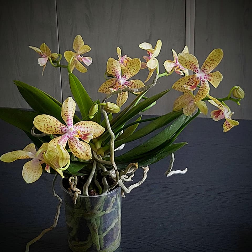 Phalaenopsis rheingold x pallens