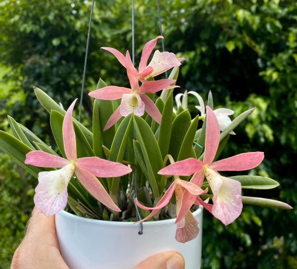 Brassocattleya Clear Stars (Brassavola nodosa × Cattleya Hsinying Pub)