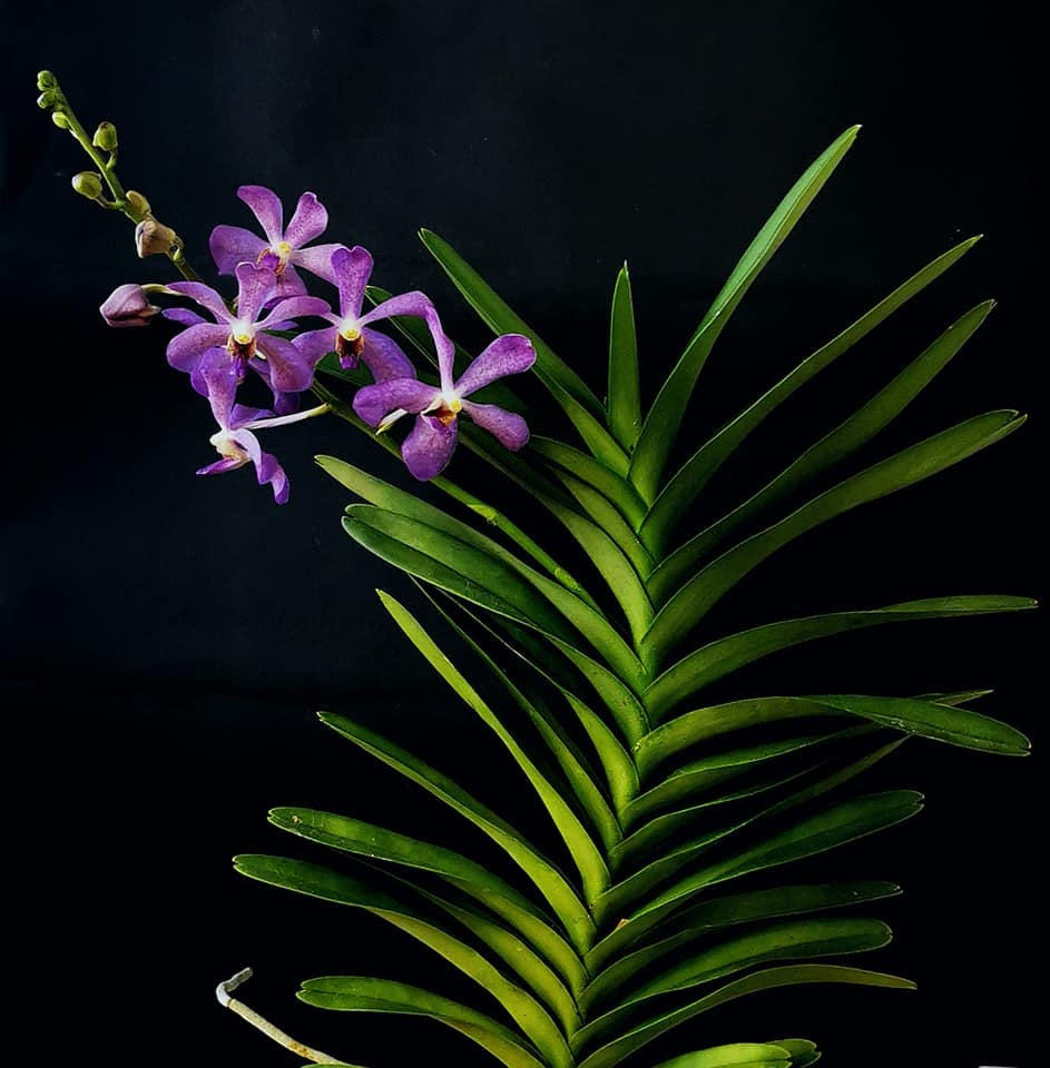 Aranda (Ramasamyara) Jairak Blue