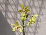 Load image into Gallery viewer, Phalaenopsis Patrizia Cassol (Phalaenopsis natmataungensis x Phalaenopsis cochlearis)