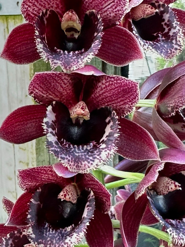 Fredclarkeara After Dark 'Sunset Valley Orchids' FCC/AOS