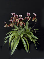 Load image into Gallery viewer, Paphiopedilum Winter Pearl (Magic Lantern xemernii var. huonglanae)
