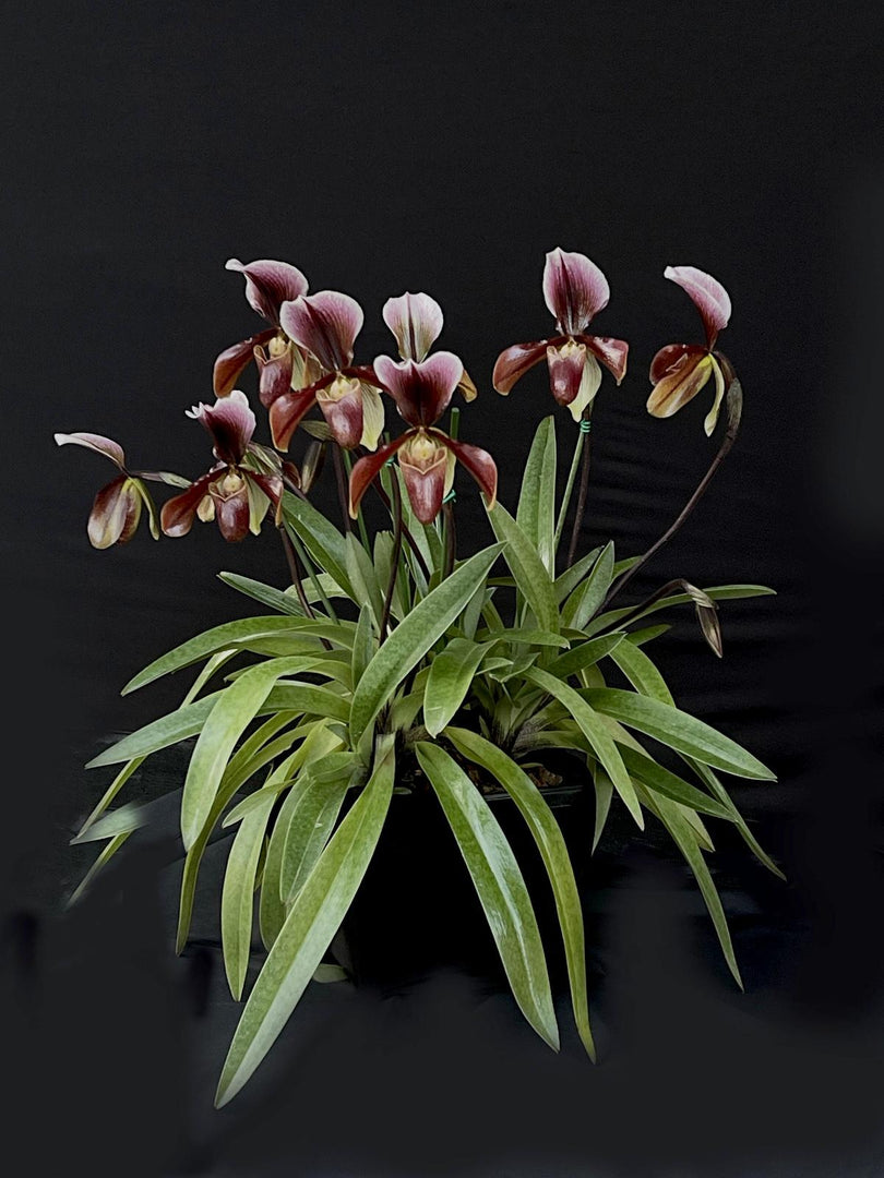 Paphiopedilum Winter Pearl (Magic Lantern xemernii var. huonglanae)
