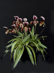 Paphiopedilum Bingleyense (Paphiopedilum charlesworthii x Paphiopedilum barbatum)