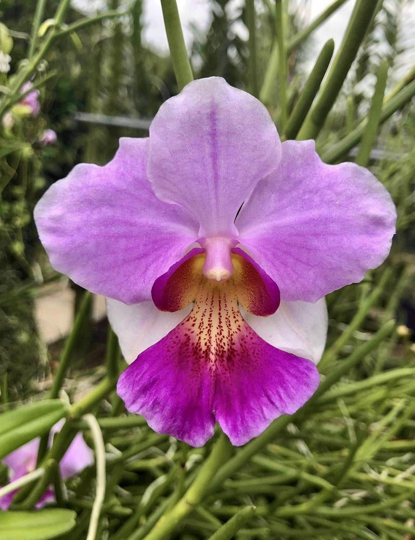 Papilionanthe Poepoe (Papilionanthe teres x Papilionanthe Cooperi)