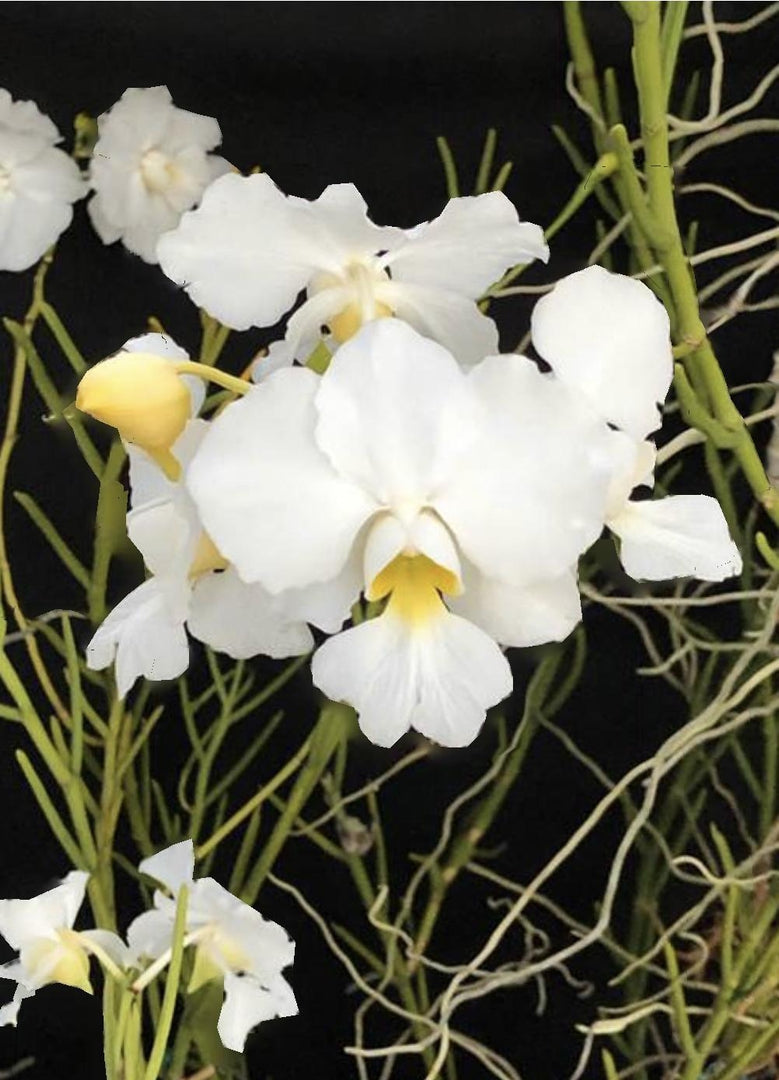 Papilionanthe Poepoe 'Diana' (Papilionanthe teres x Papilionanthe Cooperi)