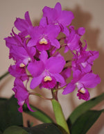 Laden Sie das Bild in den Galerie-Betrachter hoch, Cattlianthe Taiwan Sunset "Yuan Dung"