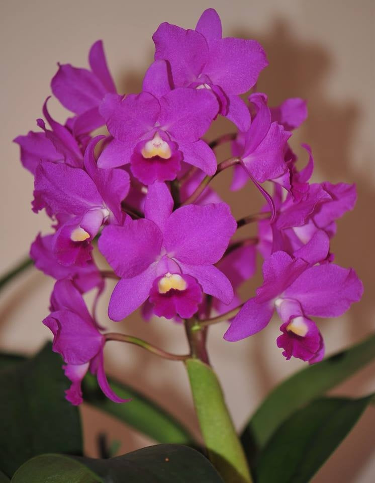 Cattlianthe Taiwan Sunset "Yuan Dung"