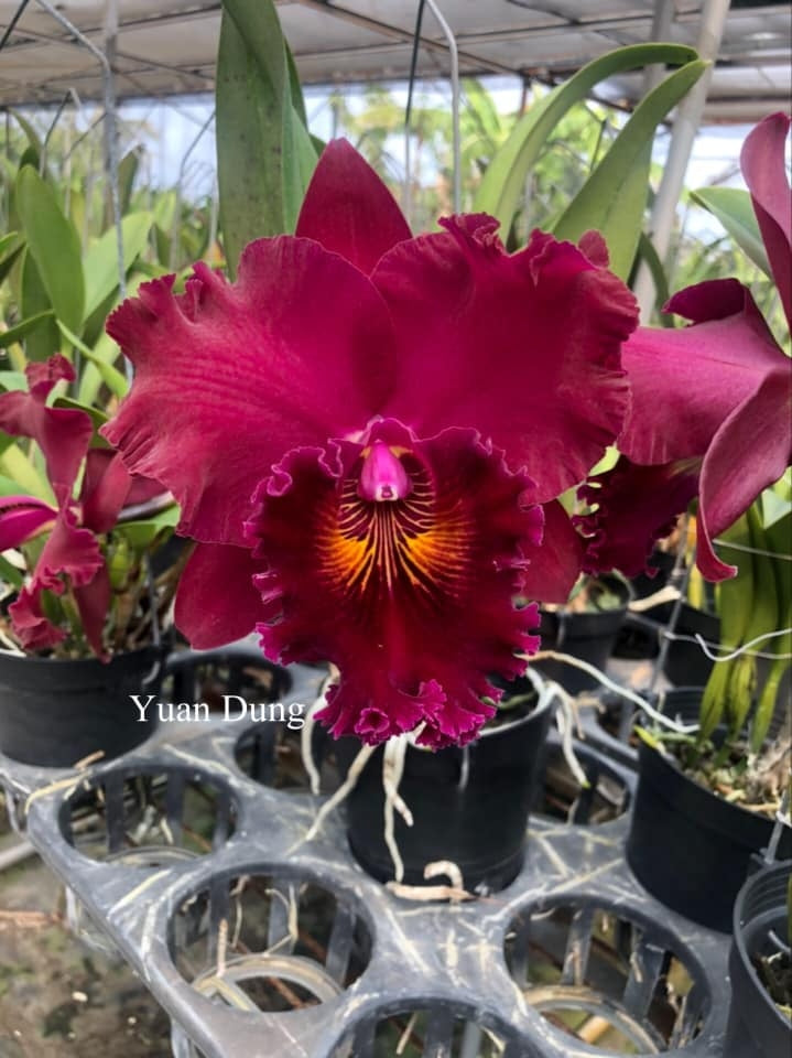 Rlc. Toshie Aoki 'Starburst' AM/AOS