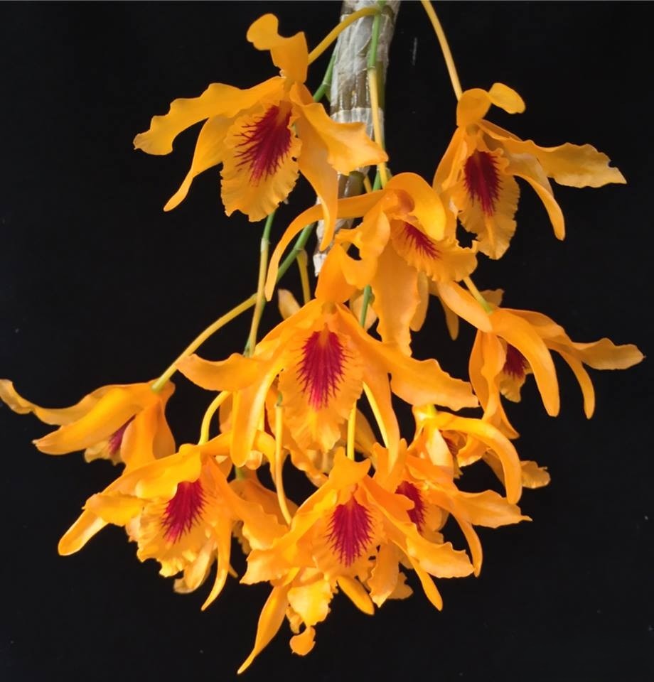 Dendrobium Chanthaboon Sunrise 'Aes' (Dendrobium lamyaiae x Dendrobium friedericksianum)
