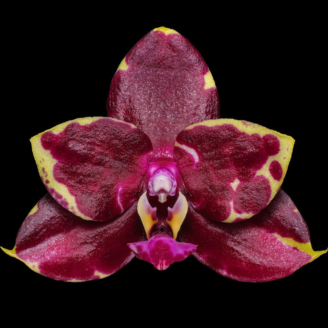 Phalaenopsis Yaphon Black Rose