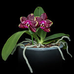 Load image into Gallery viewer, Phalaenopsis Yaphon Black Rose