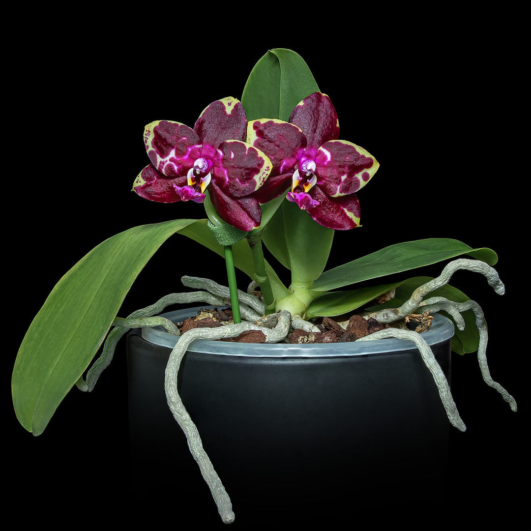 Phalaenopsis Yaphon Black Rose