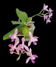 Phalaenopsis Nancy Bechtol 'La Piazza'