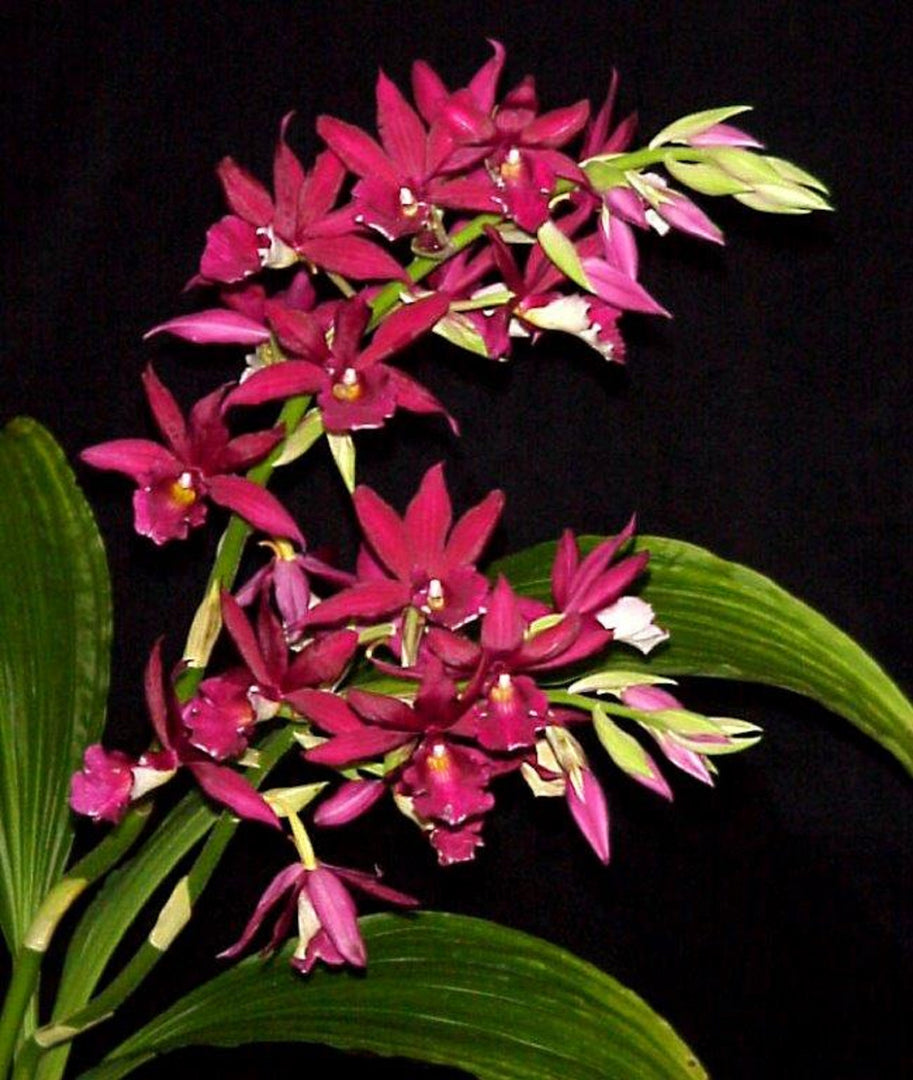 Phaiocalanthe Kryptonite (Calanthe Rozel x P. tankervilleae)