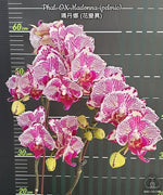 Load image into Gallery viewer, Phalaenopsis OX Madonna (Peloric)