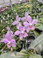 Load image into Gallery viewer, Phalaenopsis Schillgig (gigantea X schilleriana)