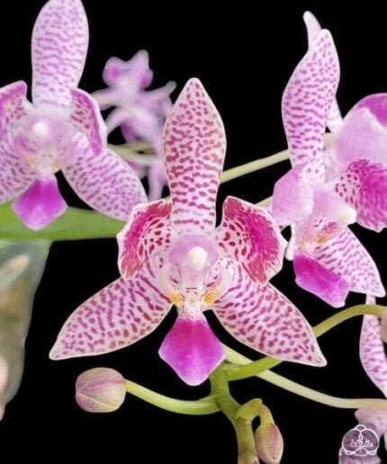 Phalaenopsis Nancy Bechtol 'La Piazza'