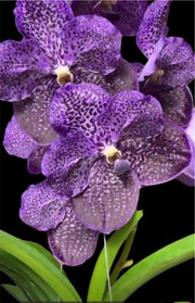 Vanda Tang Tang Diamond 'Purple Spot'