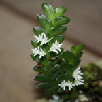 Load image into Gallery viewer, Microsaccus griffithii