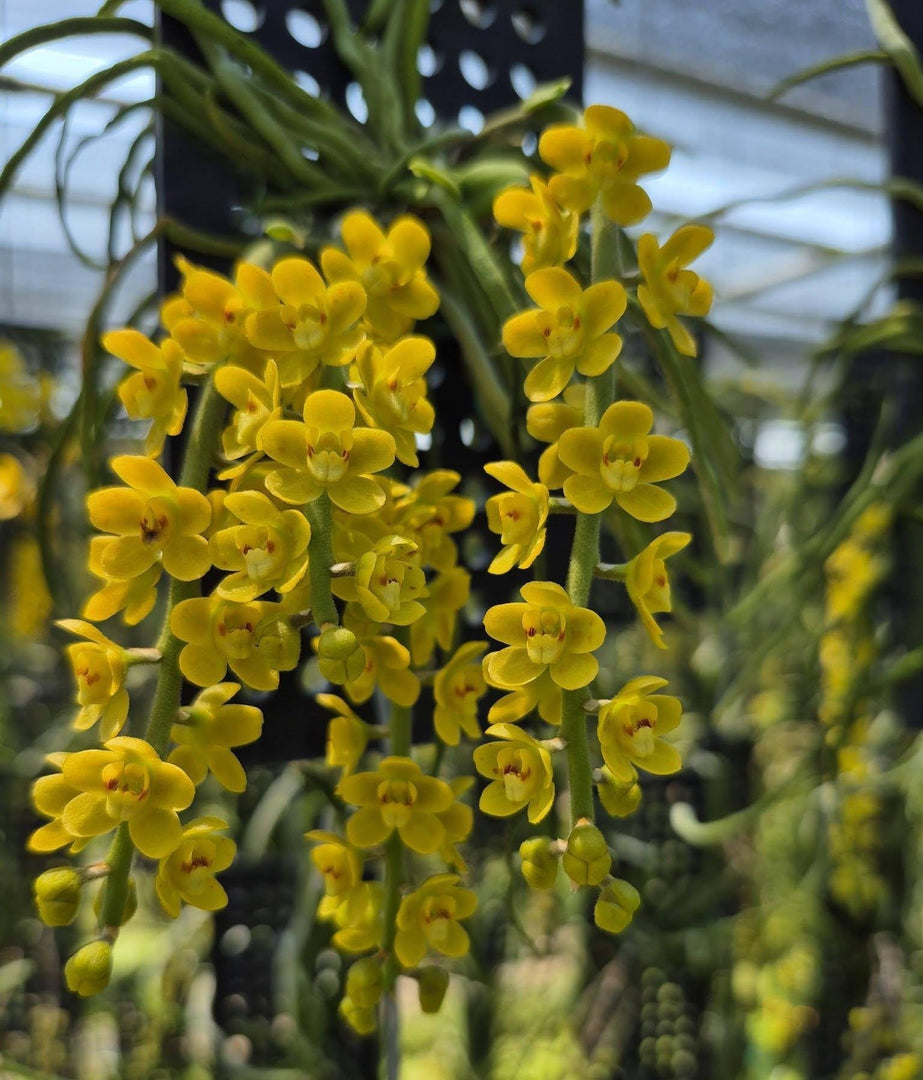 Chiloschista parishii 'Nakornpanom' syn. nakornpanomensis