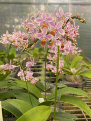 Phalaenopsis equestris 'Orange' Mainshow