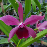 Carica l&#39;immagine nel visualizzatore Galleria, Laelia tenebrosa &quot;Midnight&quot; x Cattleya tigrina &quot;Escura&quot;

