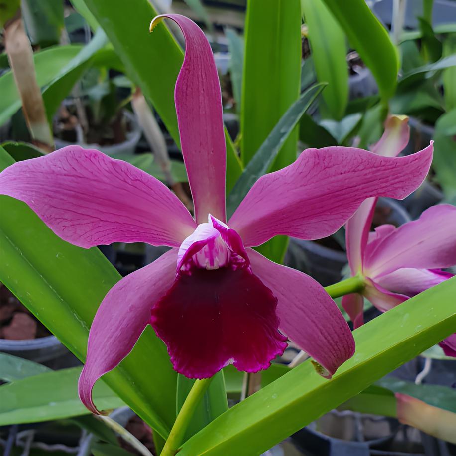 Laelia tenebrosa "Midnight" x Cattleya tigrina "Escura"