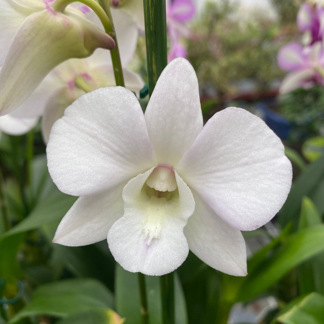 Dendrobium Coconut Dream (Dendrobium Phalaenopsis)