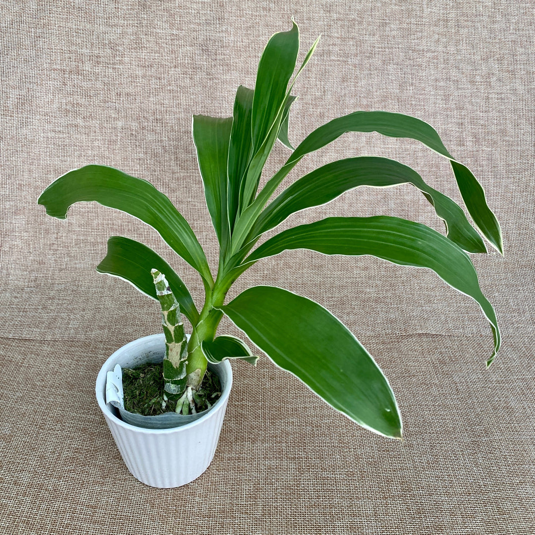 Catasetum pileatum var. alba (Variegated)