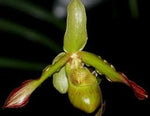 Load image into Gallery viewer, Phragmipedium sargentianum