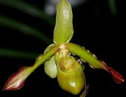 Phragmipedium sargentianum