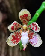 Load image into Gallery viewer, Pteroceras teres
