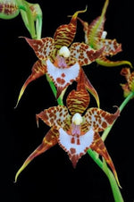 Carica l'immagine nel visualizzatore Galleria, Rhynchostele cordata (syn. Lemboglossum cordatum)