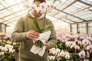 Imballaggio orchidea vaso trasparente