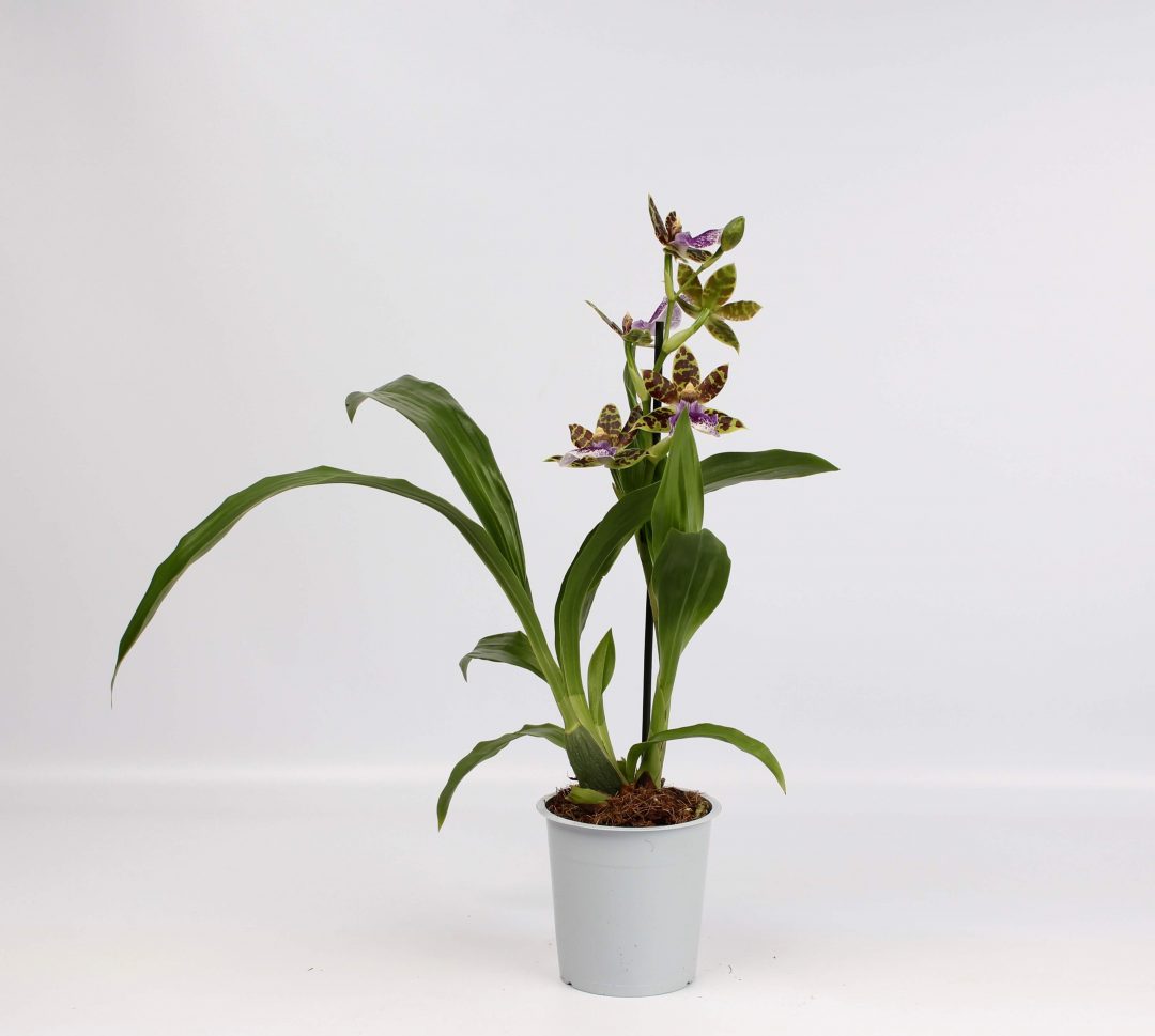 Zygopetalum Jumpin Jack 'Kalapana'