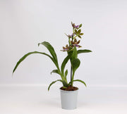 Zygopetalum Jumpin Jack 'Kalapana'