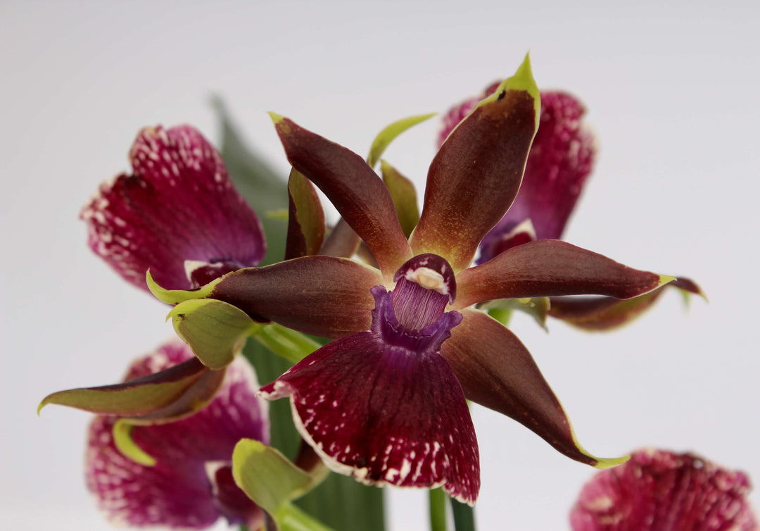 Zygopetalum Louisendorf 'Rhein Moonlight'