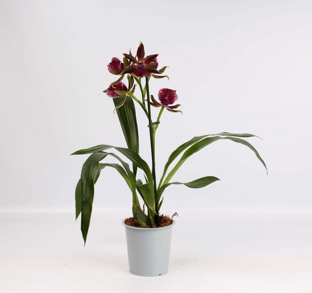 Zygopetalum Louisendorf 'Rhein Moonlight'