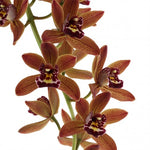 Carica l&#39;immagine nel visualizzatore Galleria, Cymbidium Indian Summer
