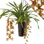 Carica l&#39;immagine nel visualizzatore Galleria, Cymbidium Indian Summer
