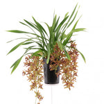 Carica l&#39;immagine nel visualizzatore Galleria, Cymbidium Indian Summer
