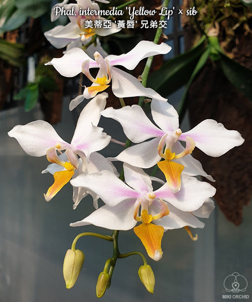 Phalaenopsis intermedia 'Yellow Lip'