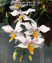 Phalaenopsis intermedia 'Yellow Lip'