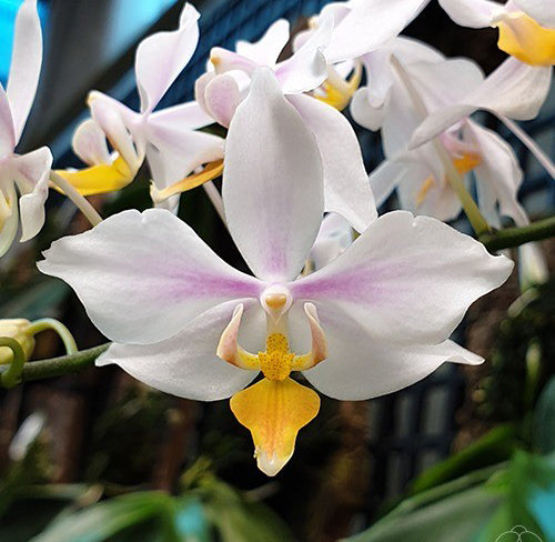 Phalaenopsis intermedia 'Yellow Lip'