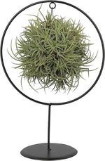 Load image into Gallery viewer, Tillandsia Ionantha Large
